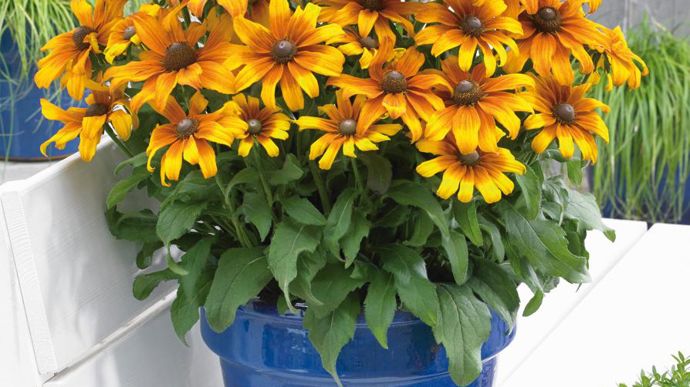 Rudbeckia ECHIBECKIA™ Summerina® Butterscotch Biscuit (Graines Voltz).
